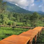 Menikmati Tenangnya Alam di Tengah Kota: Pelarian Murah yang Menenangkan Jiwa