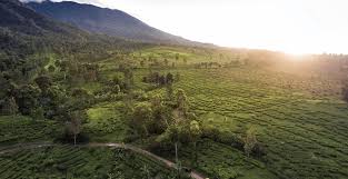Liburan Tipis-tipis, Bahagia Setebal Ini di Bogor