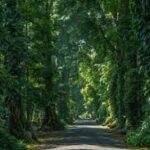 Melarikan Diri dari Penat: Wisata Murah yang Menyembuhkan di Bogor