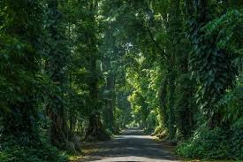 Melarikan Diri dari Penat: Wisata Murah yang Menyembuhkan di Bogor